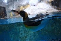 Antarctica, de rares manchots du Grand Nord débarquent à Marineland